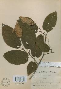 Carpinus cordata image