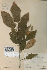 Carpinus cordata image