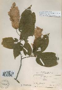 Carpinus cordata image