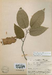 Carpinus cordata image