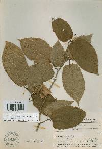 Carpinus cordata image