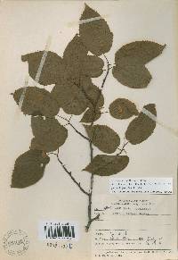 Carpinus cordata image