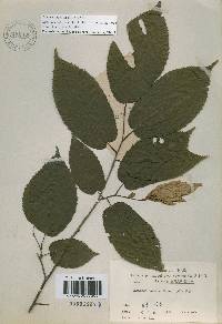 Carpinus cordata image