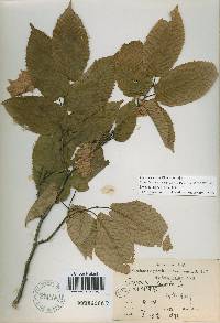 Carpinus cordata image