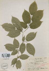 Carpinus cordata image