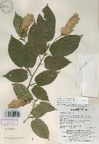 Carpinus cordata image