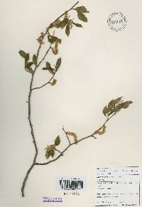 Carpinus cordata image