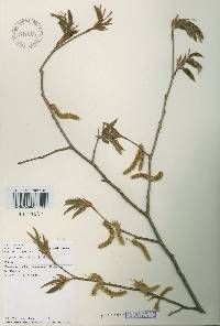 Carpinus cordata image