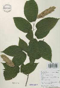 Carpinus cordata image