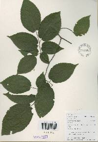 Carpinus cordata image