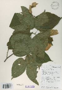 Carpinus cordata image