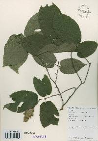 Carpinus cordata image