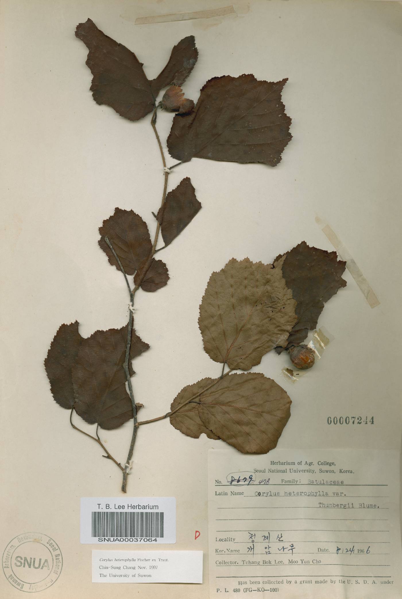 Corylus heterophylla image