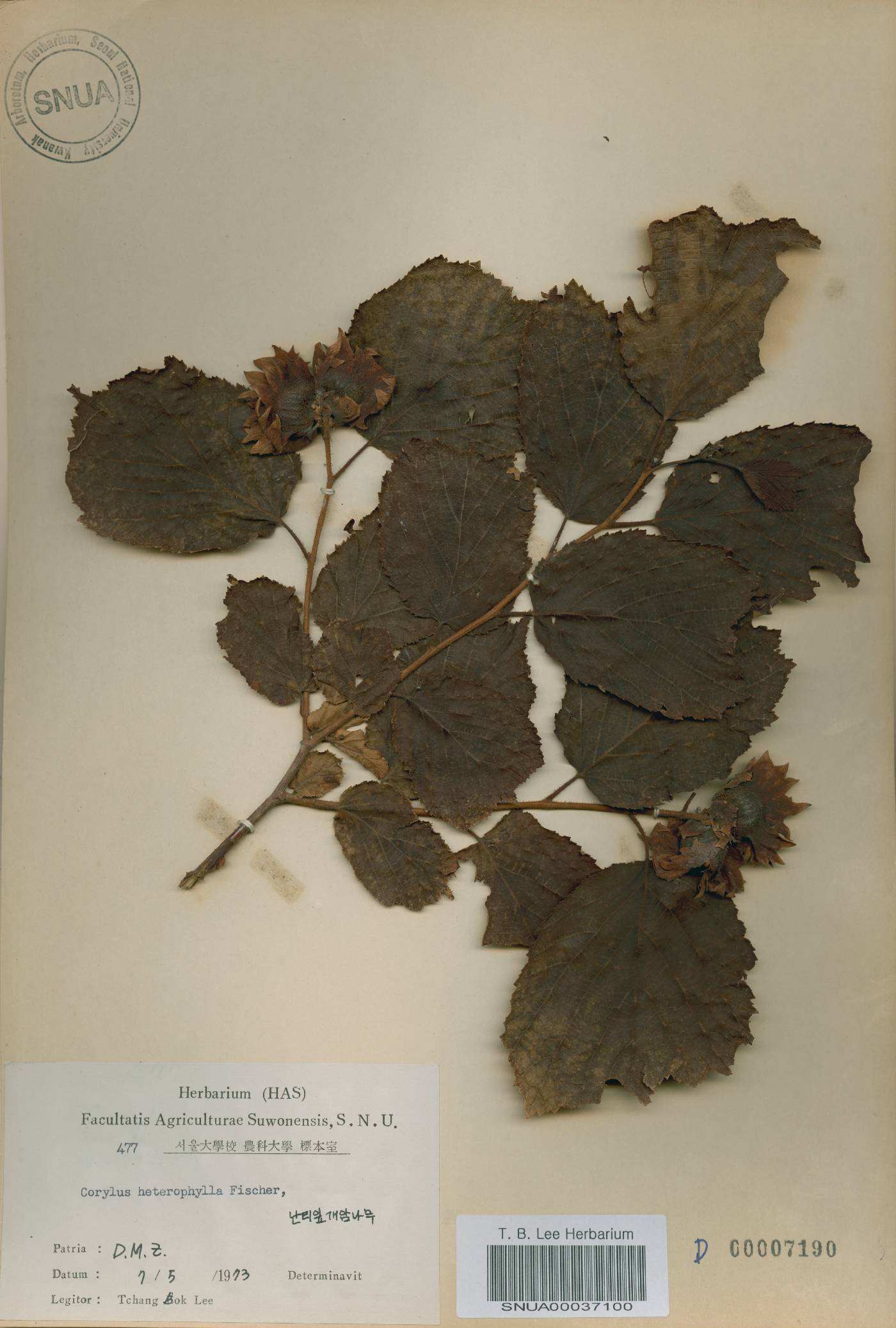 Corylus heterophylla image