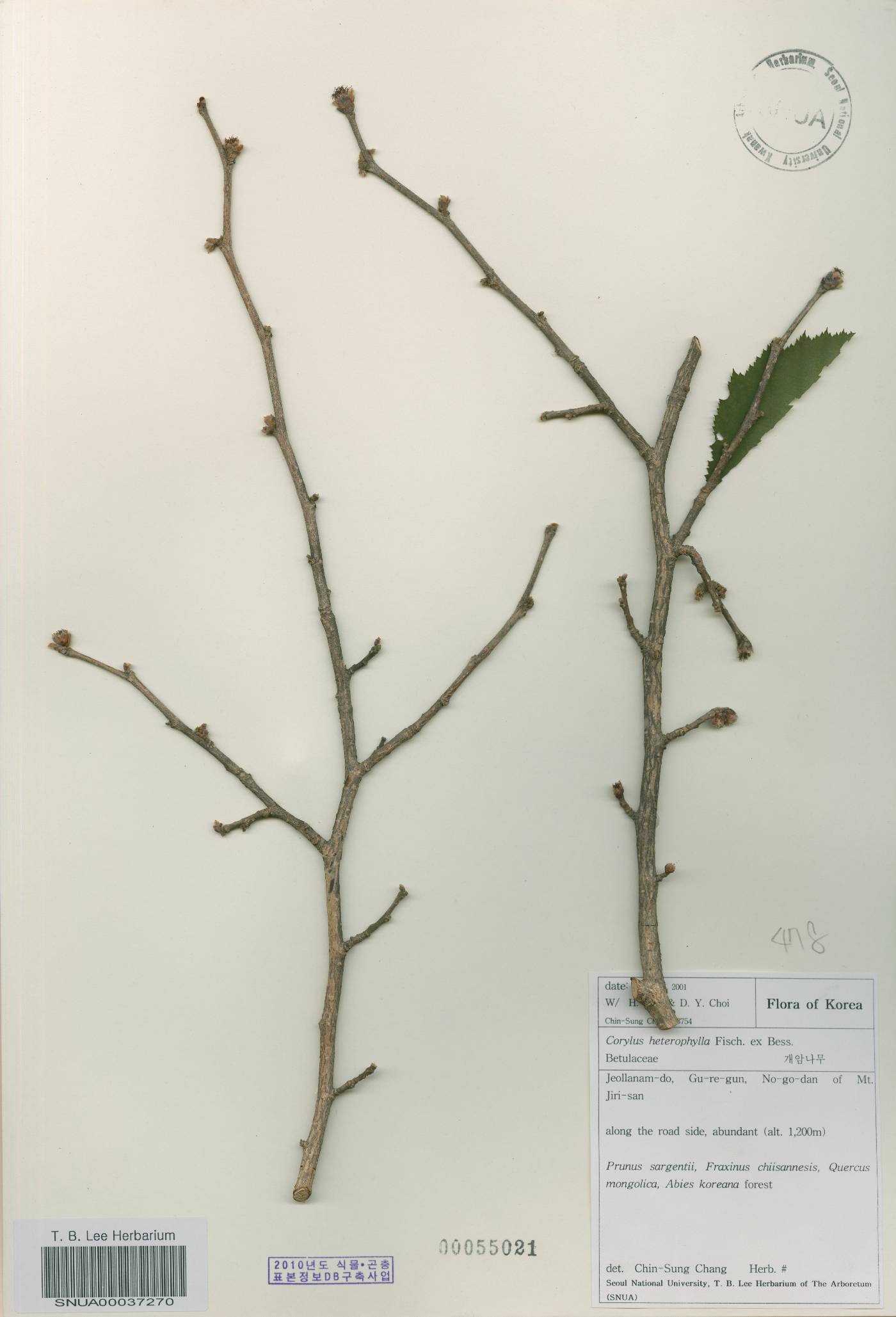 Corylus heterophylla image