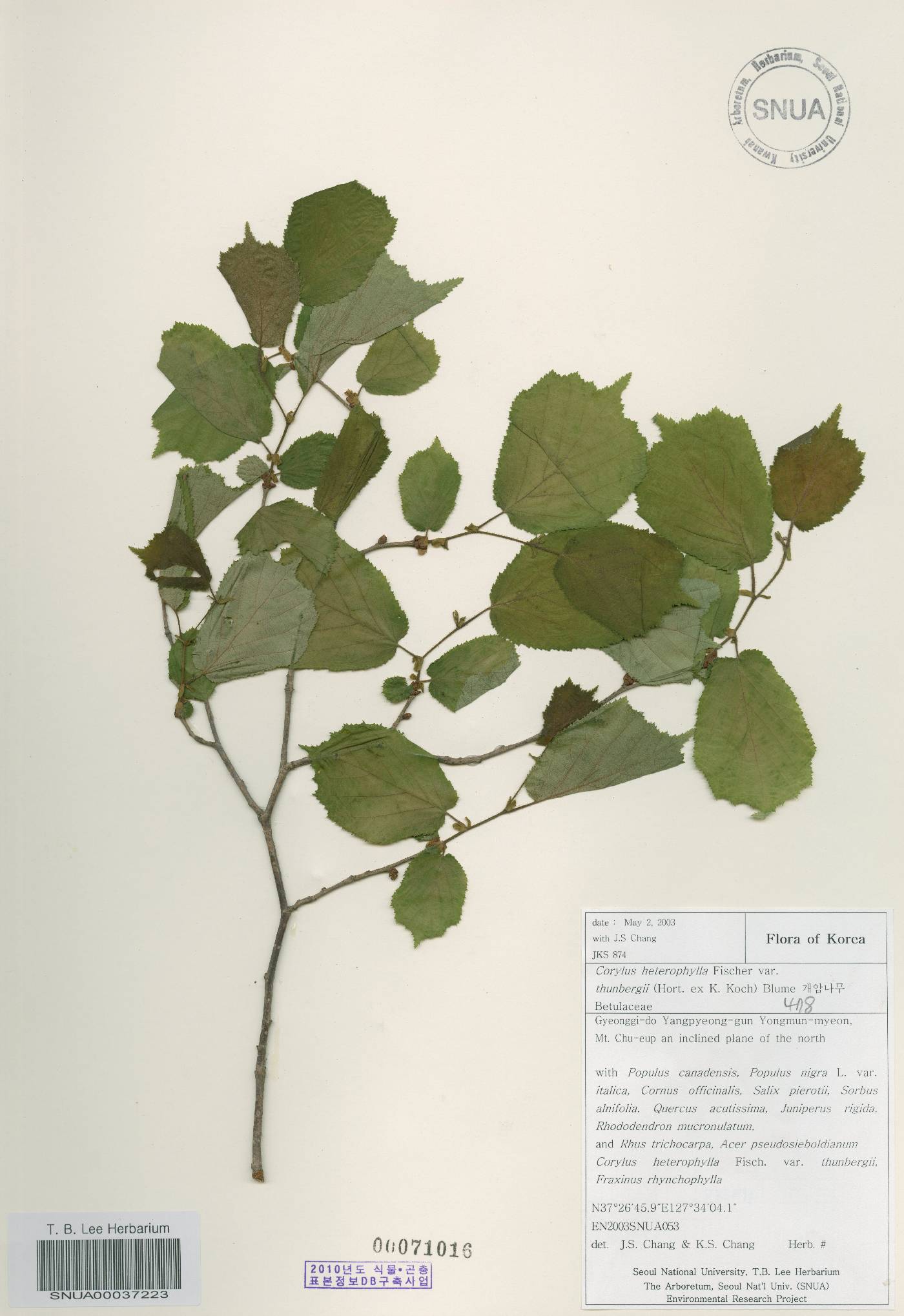Corylus heterophylla image