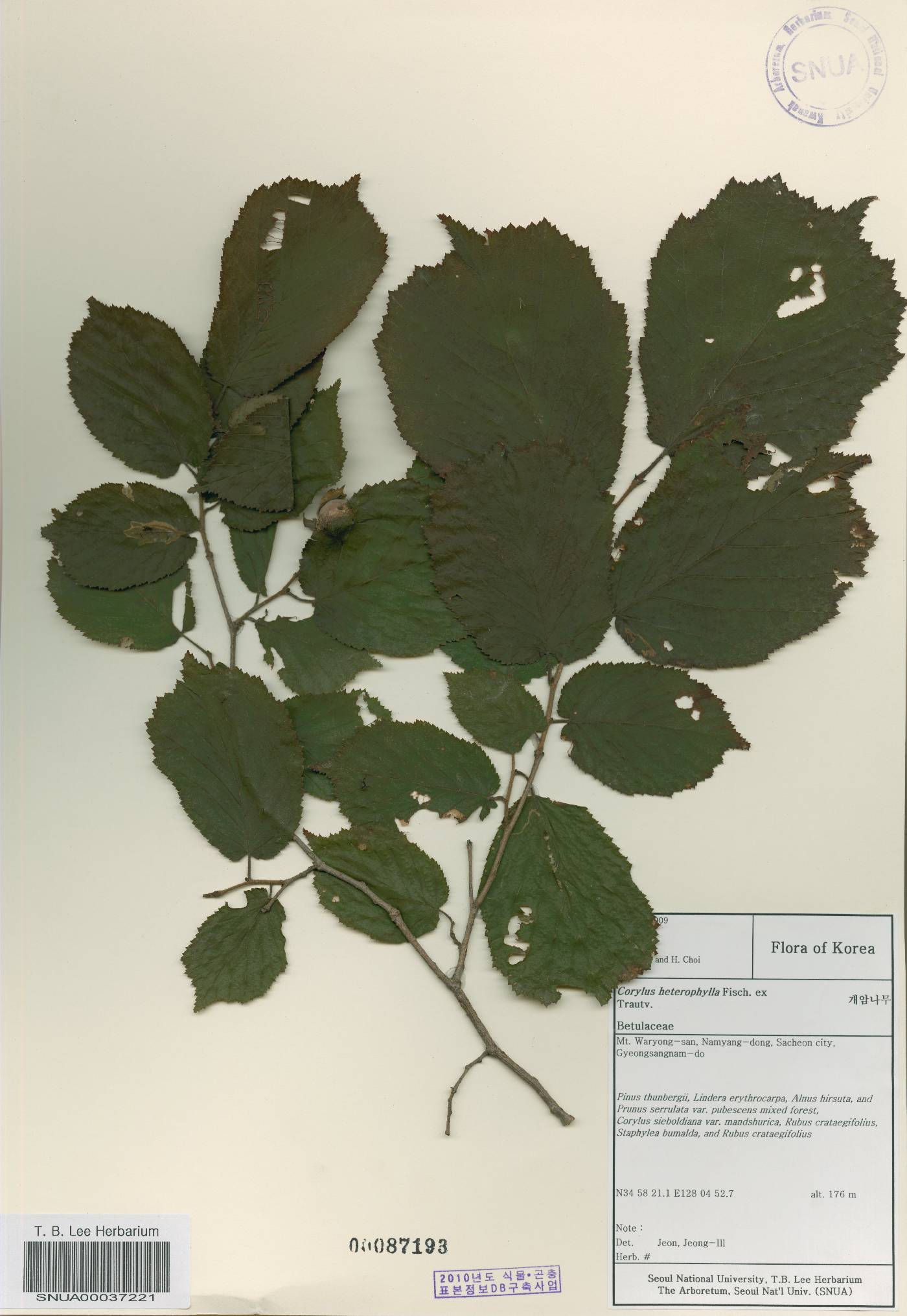 Corylus heterophylla image