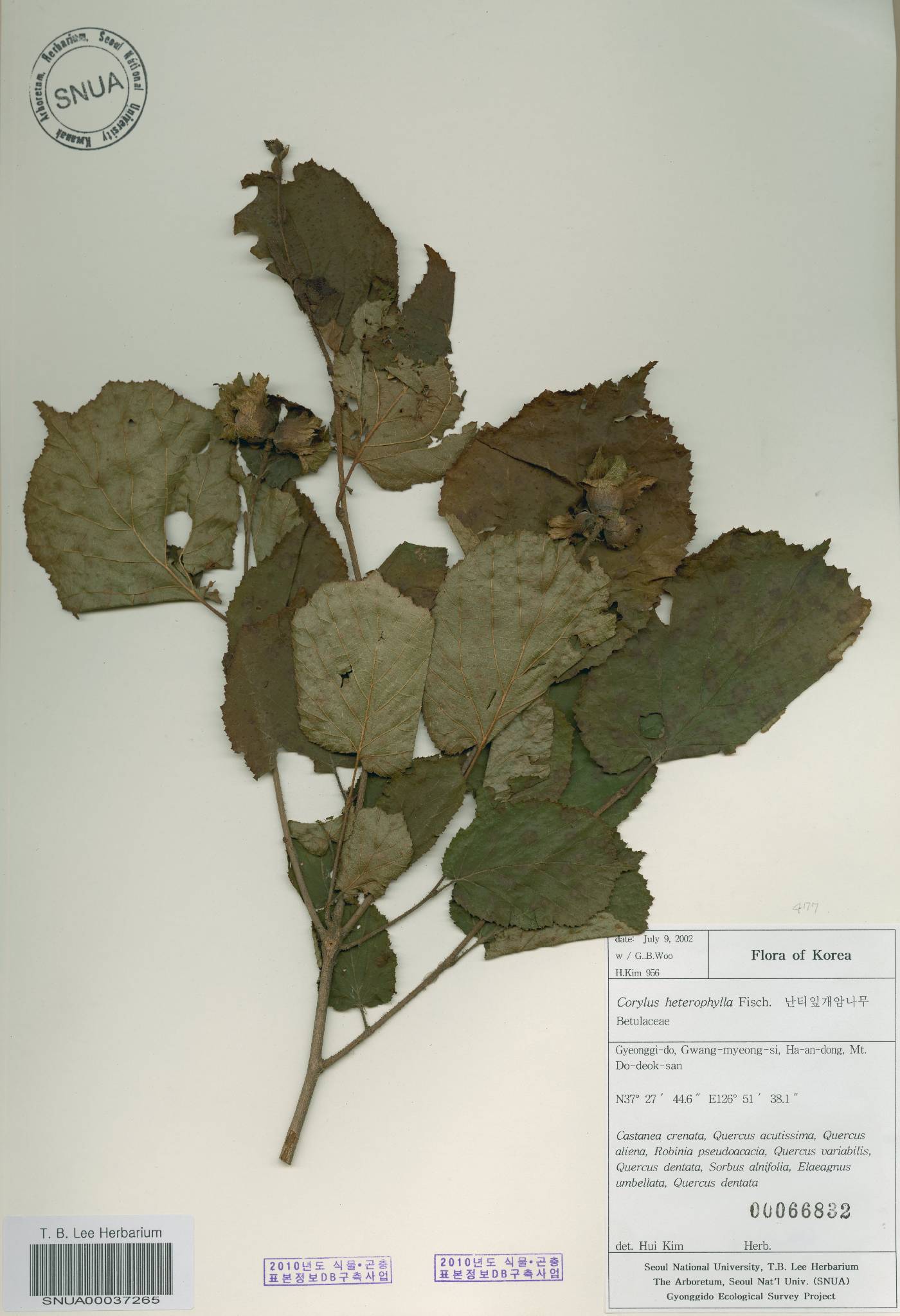 Corylus heterophylla image