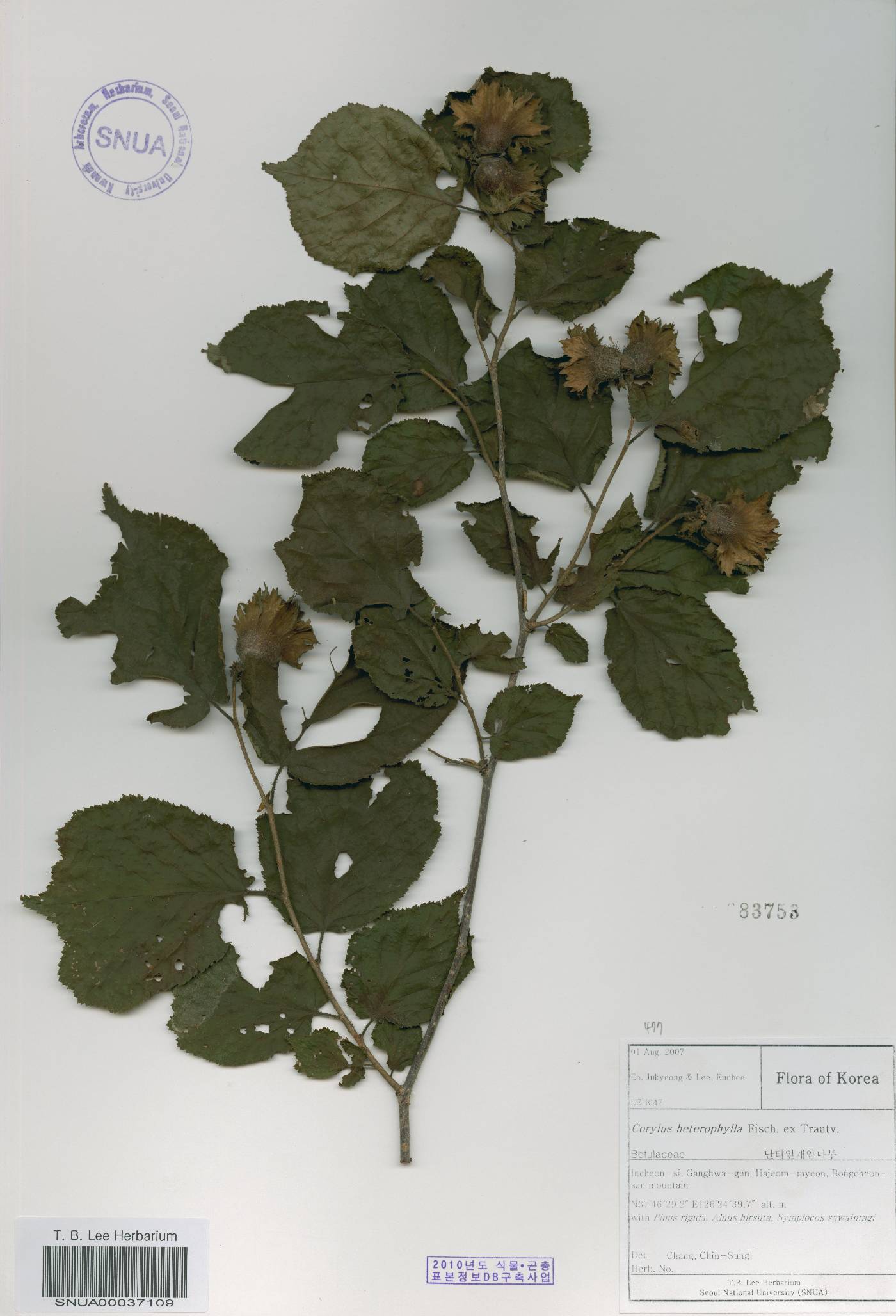 Corylus heterophylla image