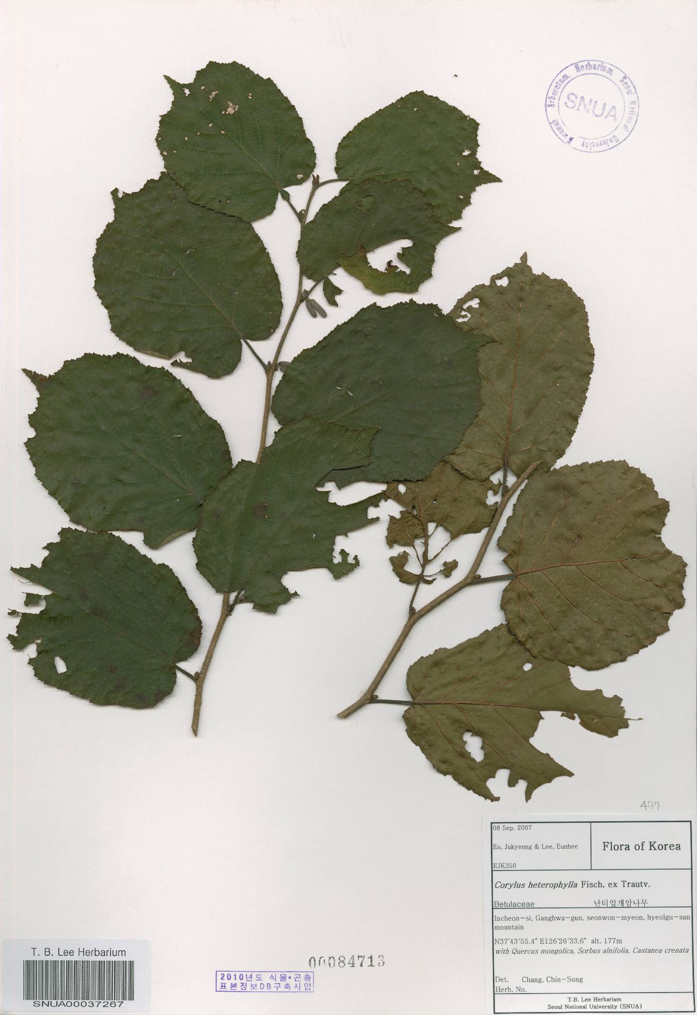 Corylus heterophylla image