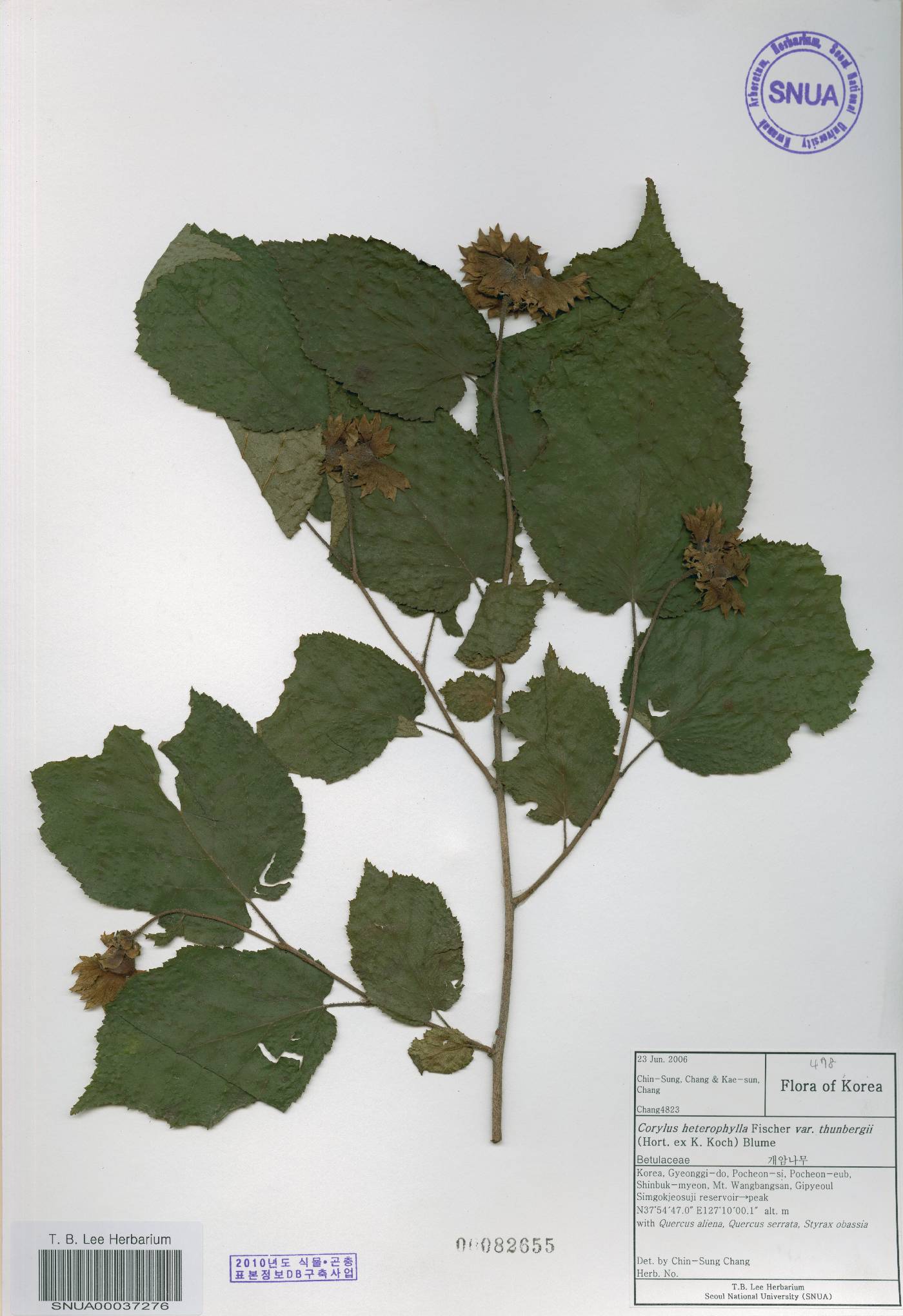 Corylus heterophylla image
