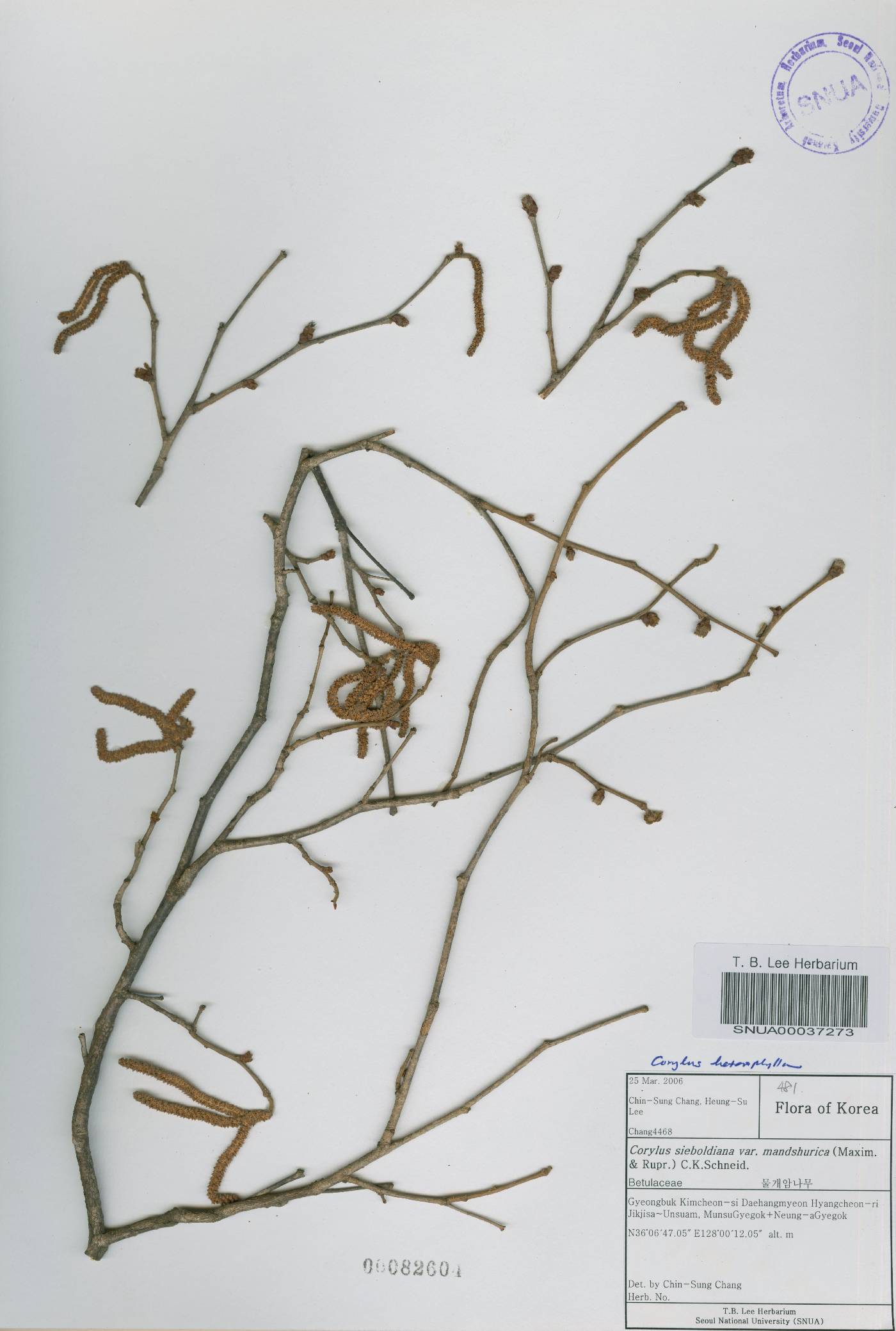 Corylus heterophylla image