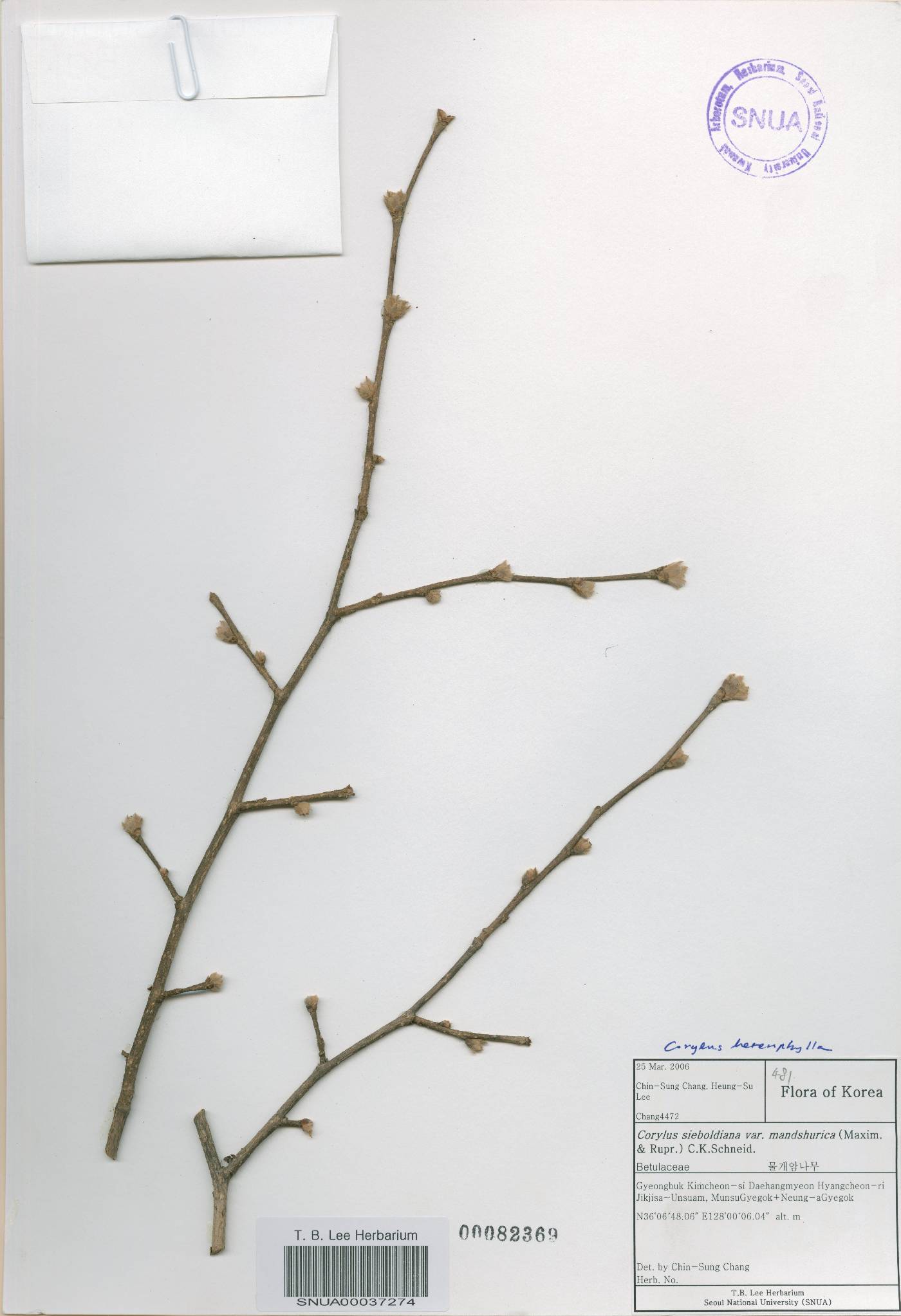 Corylus heterophylla image