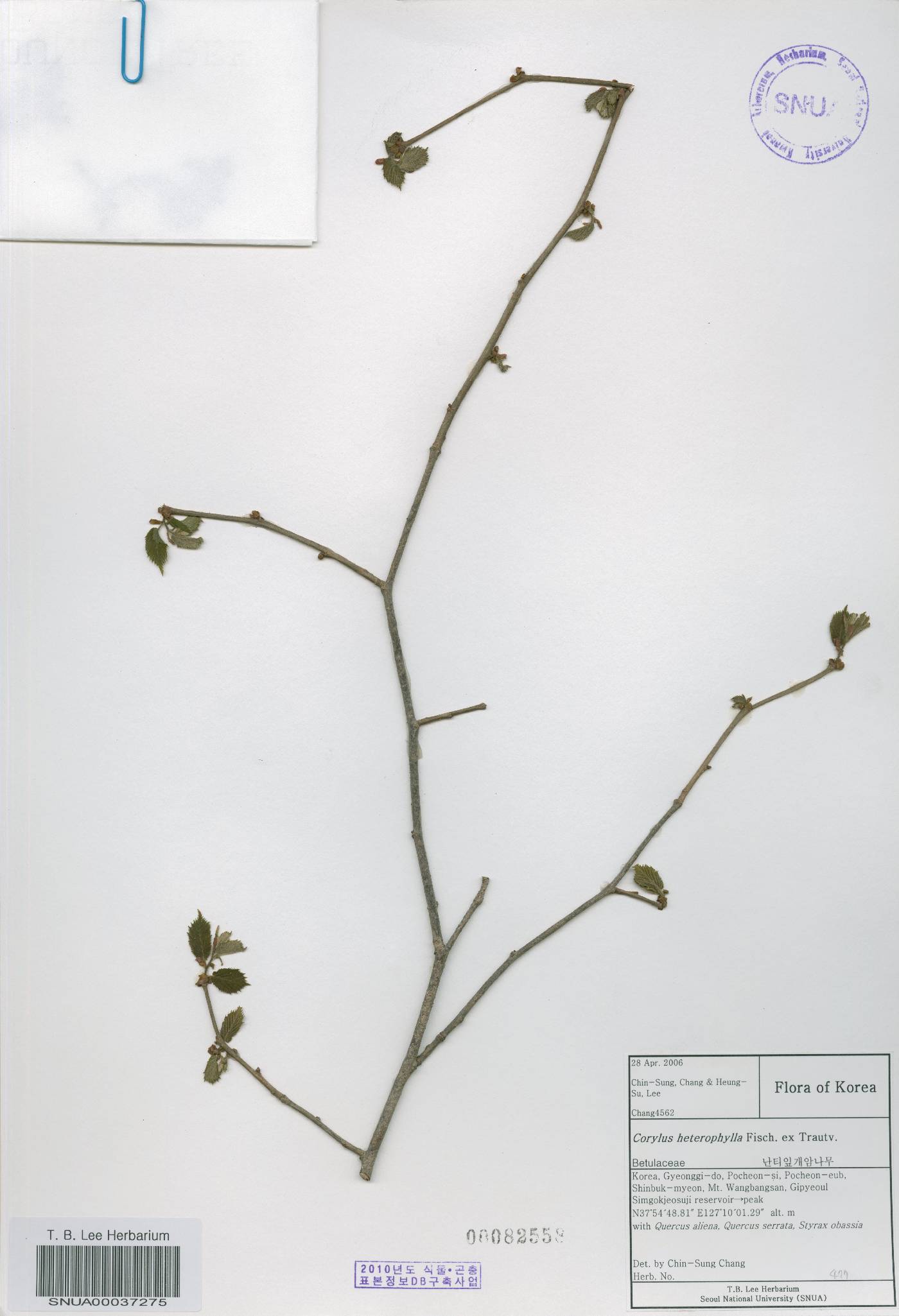 Corylus heterophylla image