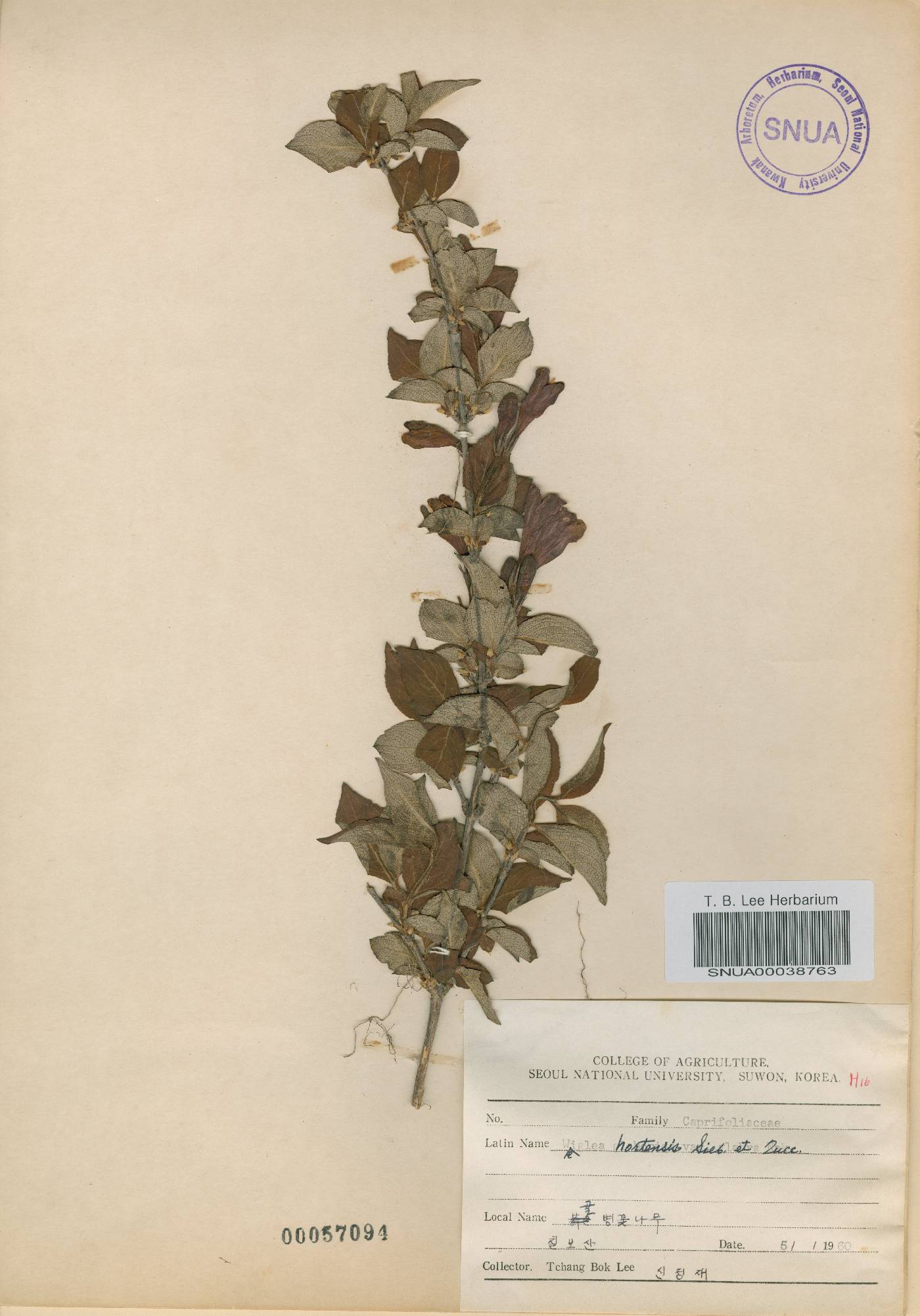 Weigela hortensis image
