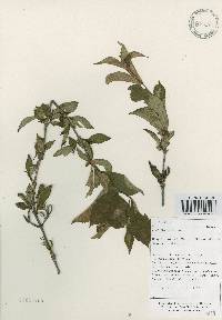 Image of Weigela subsessilis