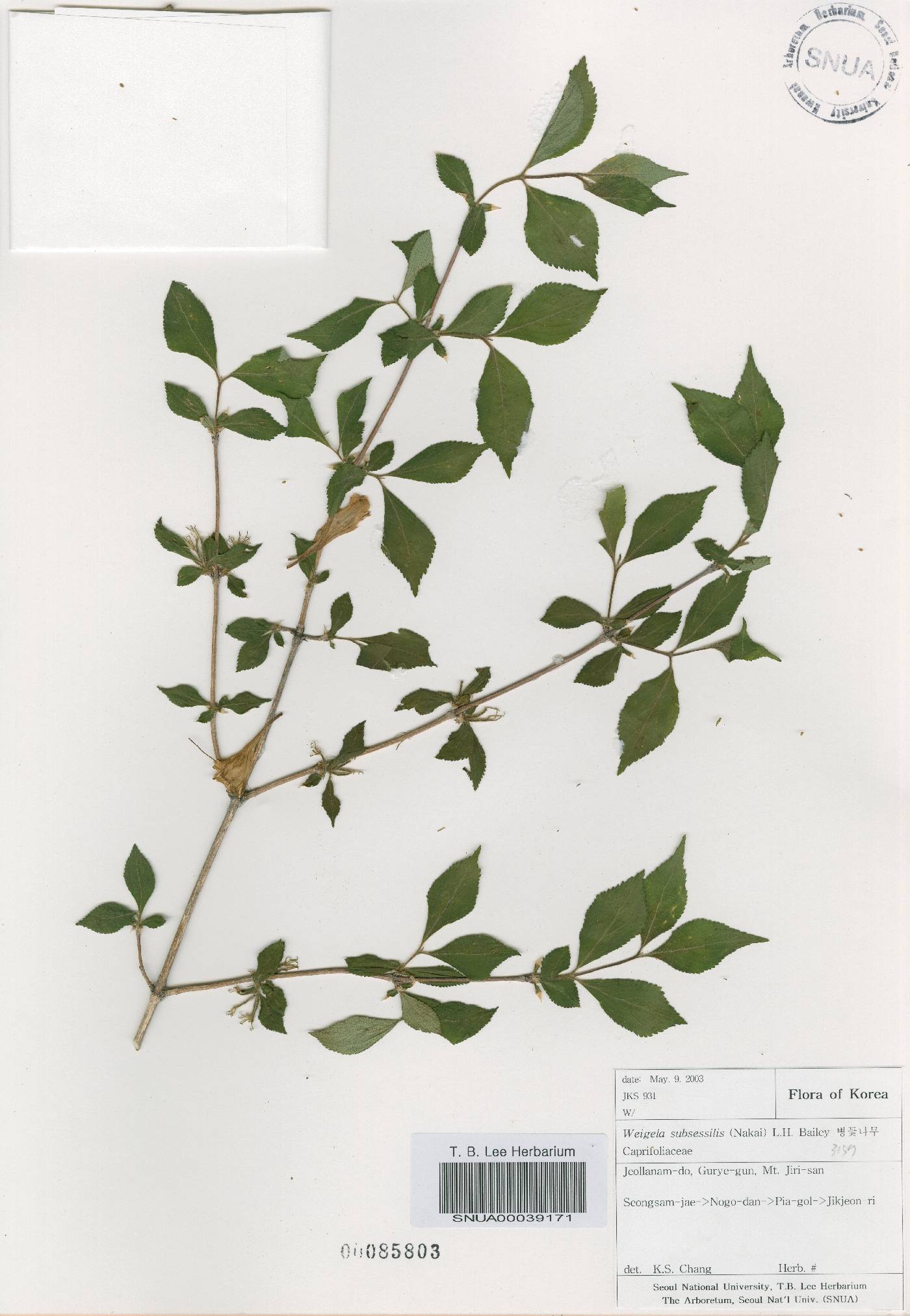 Weigela subsessilis image