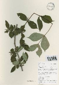 Weigela subsessilis image