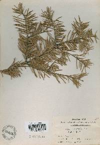 Abies holophylla image