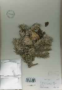 Abies holophylla image