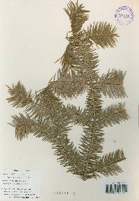 Abies holophylla image