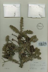 Abies koreana image