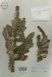 Abies koreana image