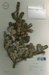 Abies koreana image