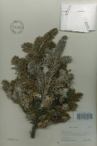 Abies koreana image