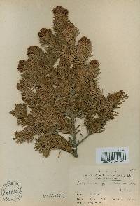 Abies nephrolepis image