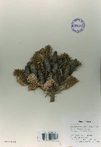 Abies nephrolepis image