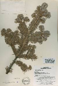 Abies nephrolepis image