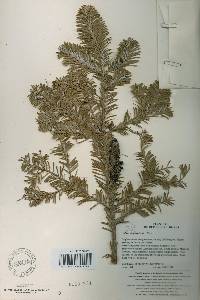 Abies nephrolepis image