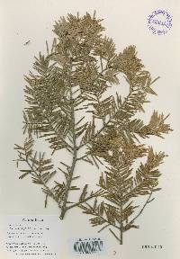 Abies nephrolepis image