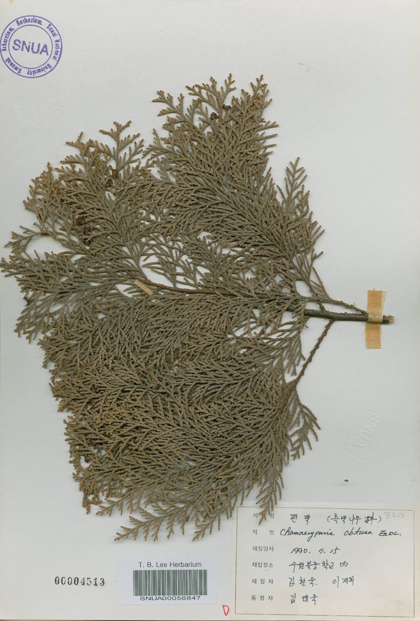 Chamaecyparis obtusa image