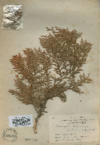 Chamaecyparis obtusa image