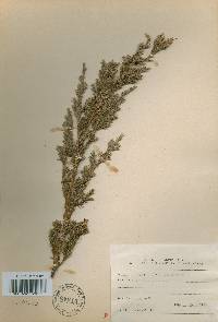 Juniperus chinensis image