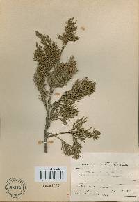 Juniperus chinensis image