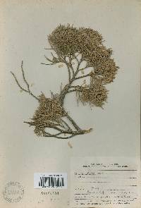 Juniperus chinensis image