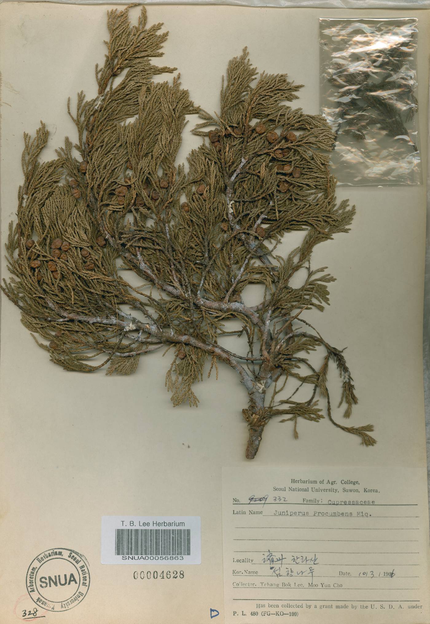 Juniperus chinensis image